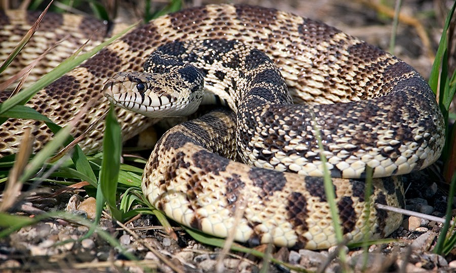Dakotagraph Know your South Dakota wildlife