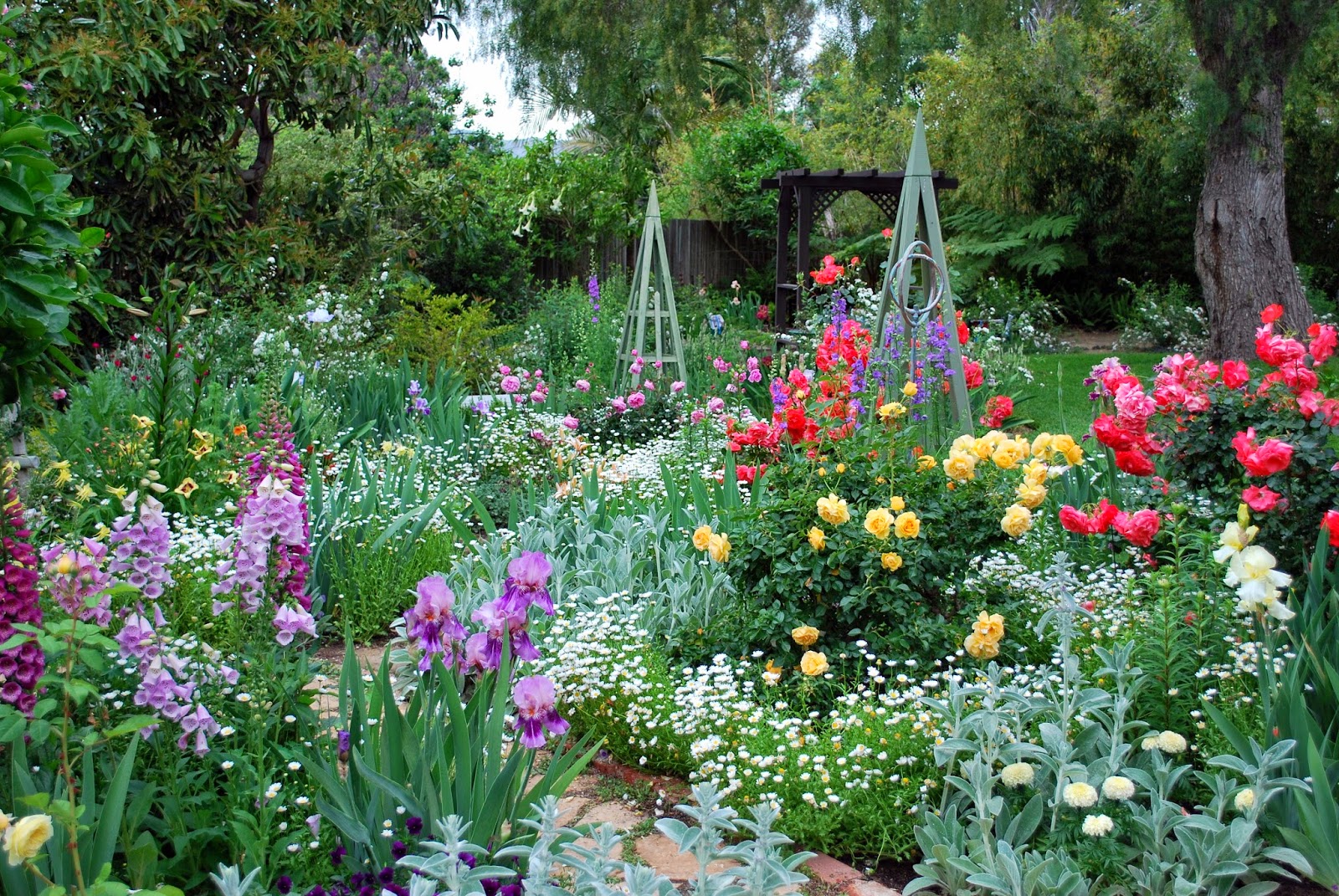 World of Irises How Deep Should I Plant My Irises?