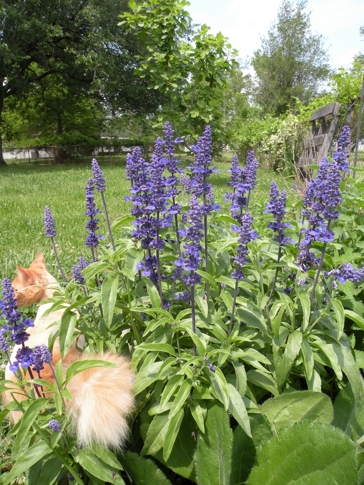 Mary's Louisiana Garden Victoria Blue Salvia