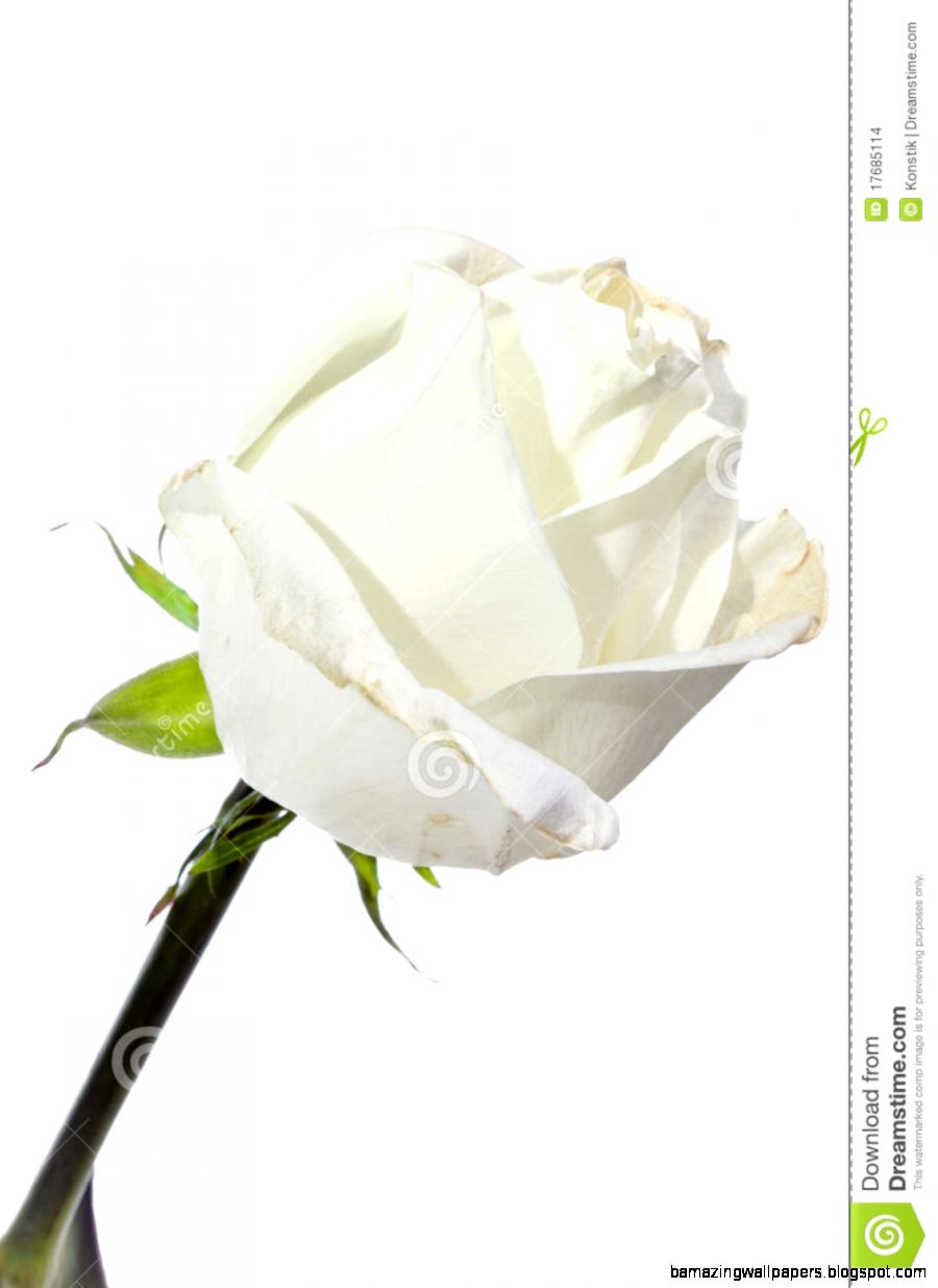 White Rose On A White Background Stock Images Image 17685114 White Rose On A White Background Stock Images Image 17685114
