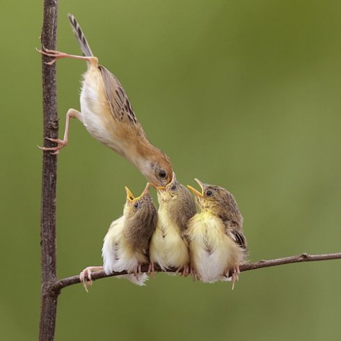 mother bird feeding