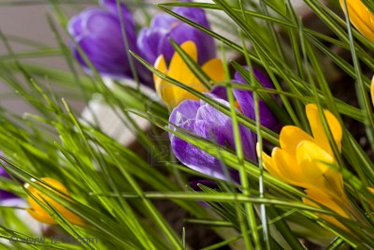 Spring Quote Garden