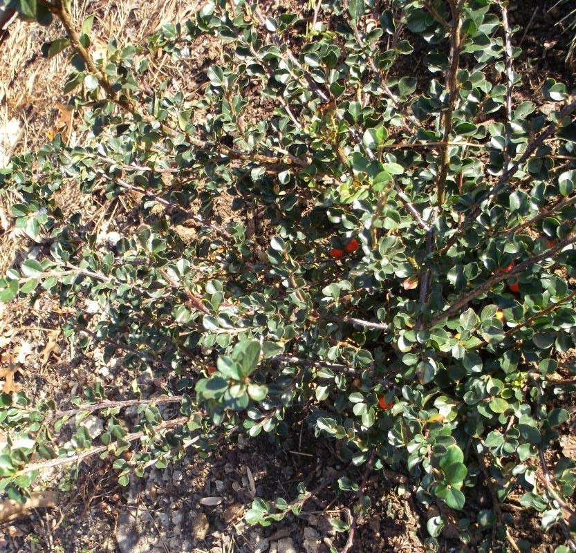 Cotoneaster Hedge Stock Photos Cotoneaster Hedge Stock Images