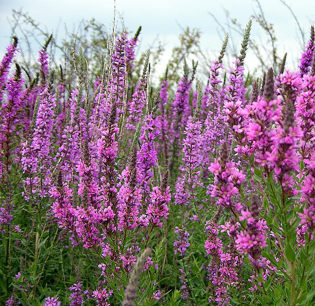 Docaitta Lifestyle Gardening Lysimachia clethroides, or Gooseneck