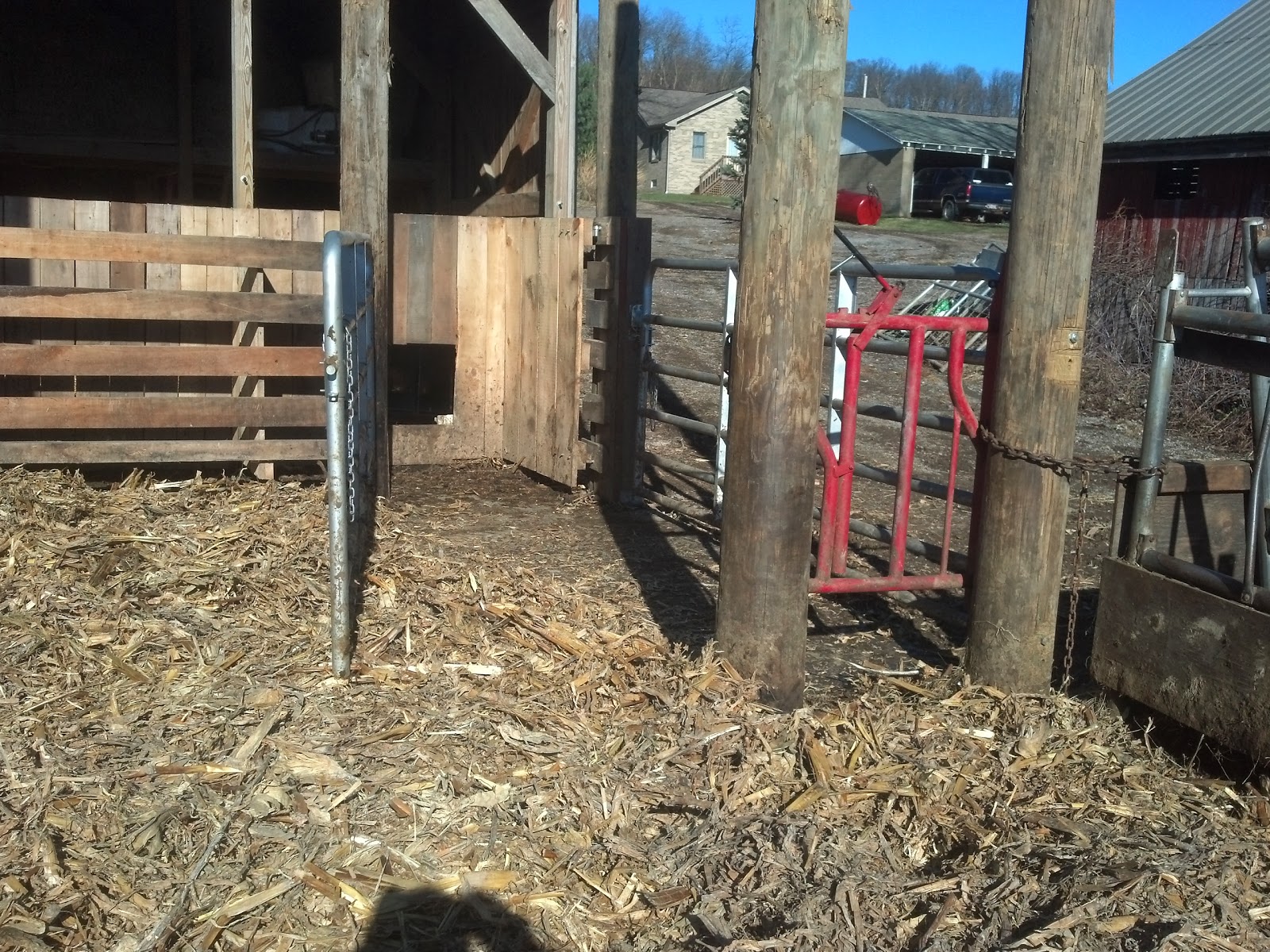 Conser Run Report Built in cattle chute almost complete and a mini