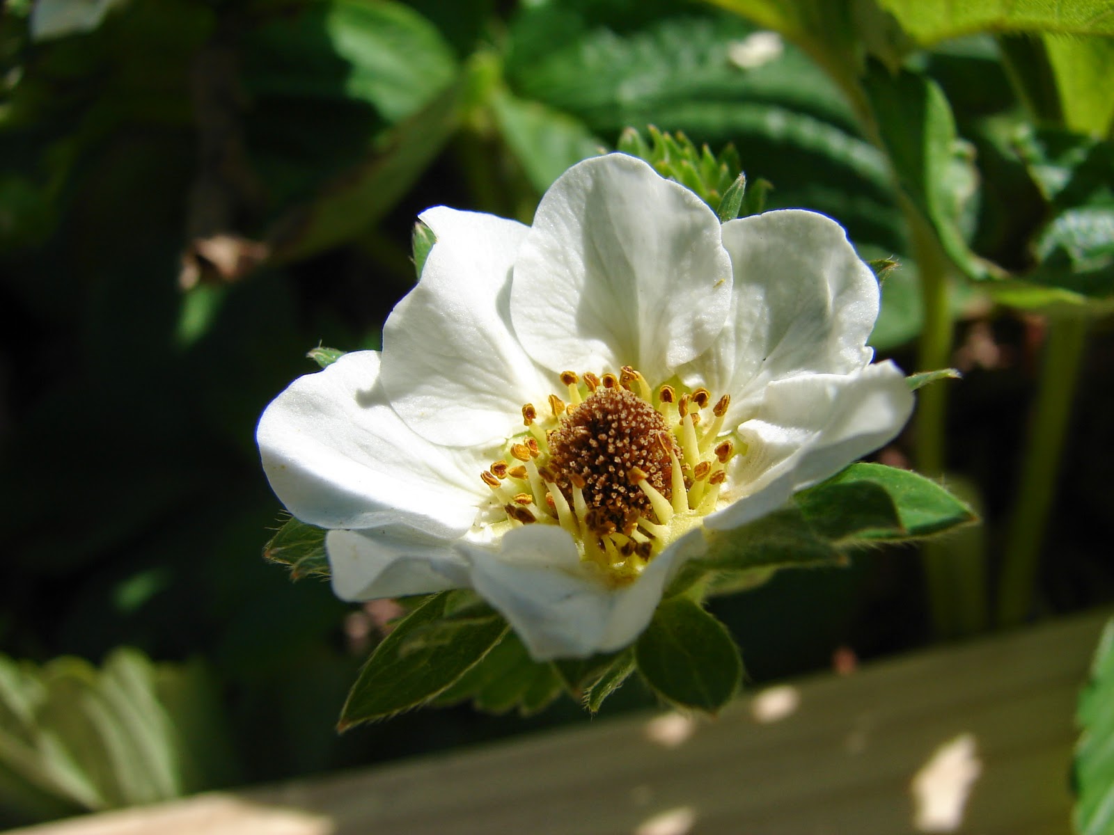 New Utah Gardener Can I Grow Strawberries in Utah?