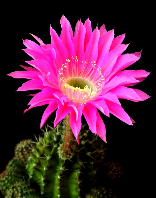 FileCactus flower unidentified Wikimedia Commons FileCactus flower unidentified Wikimedia Commons