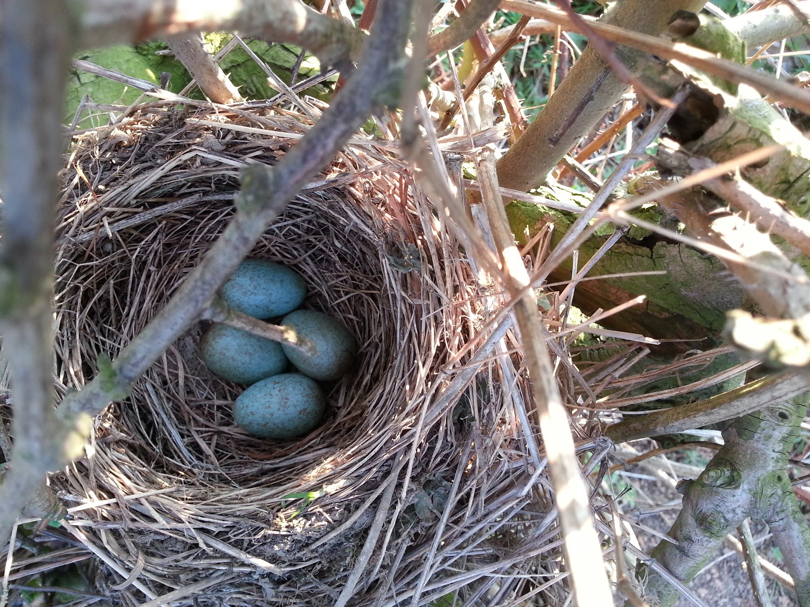 Linacre Blogger 2nd Mandarin and first pulli of the year