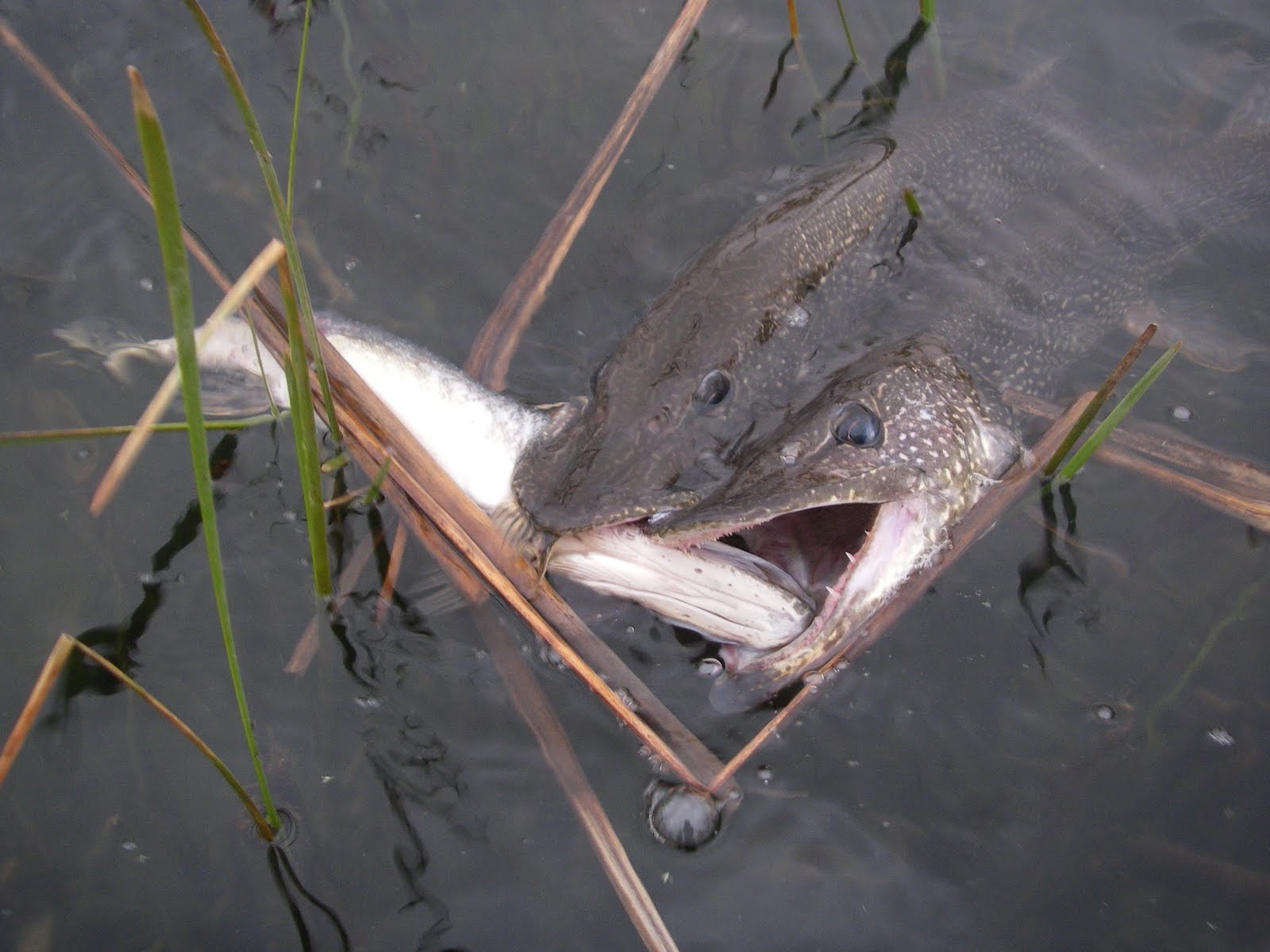 Colorado Fly Fishing Reports Northern Pike Directory