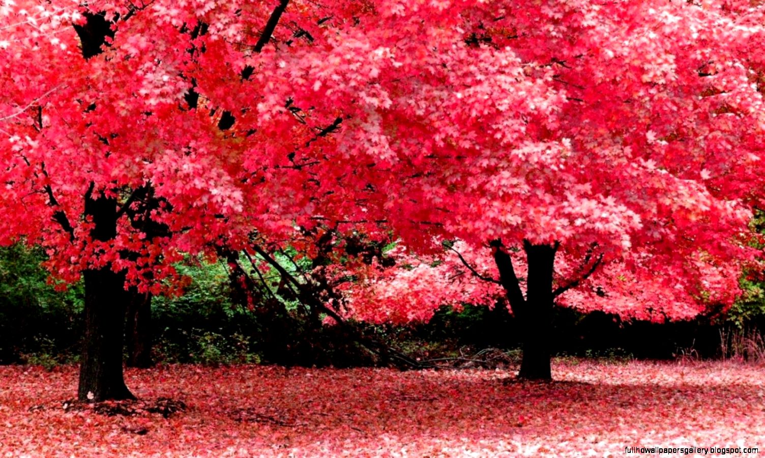 Wallpaper Hd Full Screen Pc