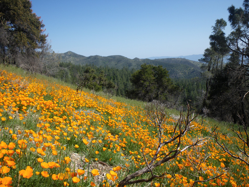 Multi-use Trails Coalition: The Flowers Are In Bloom On Figueroa Mountain?