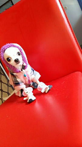deer chihuahua puppies craigslist jual cepat chihuahua warna putih coklat lucu murmer hewan indonesia dan deer chihuahua puppies craigslist jual cepat chihuahua warna putih coklat lucu murmer hewan indonesia dan