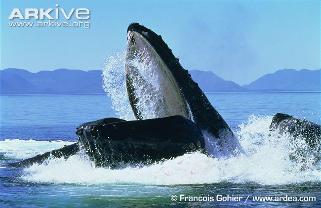 Enature net wallpapers