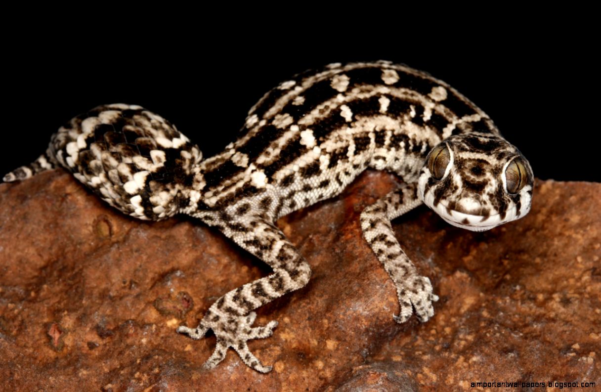 Viper Gecko Wallpaper Size 1280x853 HD Viper Gecko Wallpaper Size 1280x853 HD