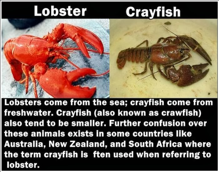 confusing things with nature Here are our favorite pairs of confoundingly confusing critters and how to tell the difference keep up with mother nature 28 commonly confused animals by:. confusing things with nature Here are our favorite pairs of confoundingly confusing critters and how to tell the difference keep up with mother nature 28 commonly confused animals by:.