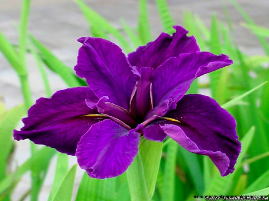 beautiful iris purple flowers flower Picture beautiful iris purple flowers flower Picture