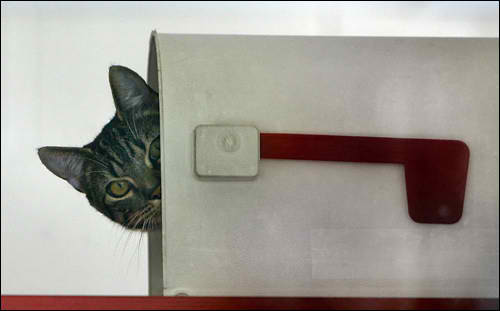 mailbox%2Bcat.jpg