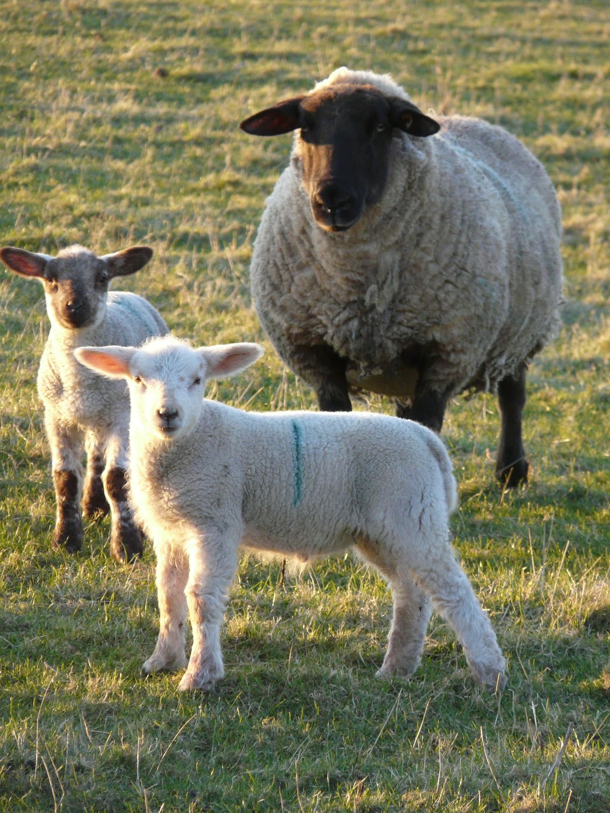 Facts about Lambs and Sheep