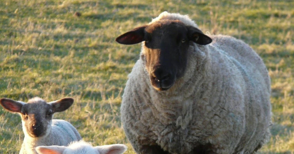 Facts about Lambs and Sheep