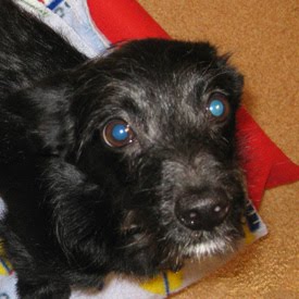black wire haired terrier