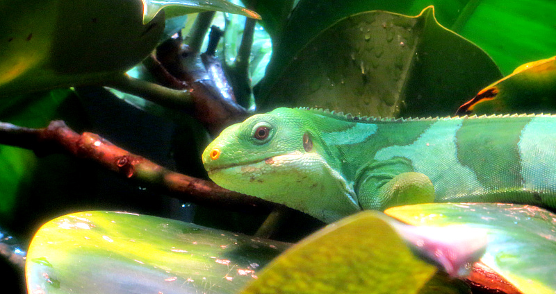 Düsseldorf und Umgebung in Bildern: Beliebte Ausflugsziele: Der Aquazoo