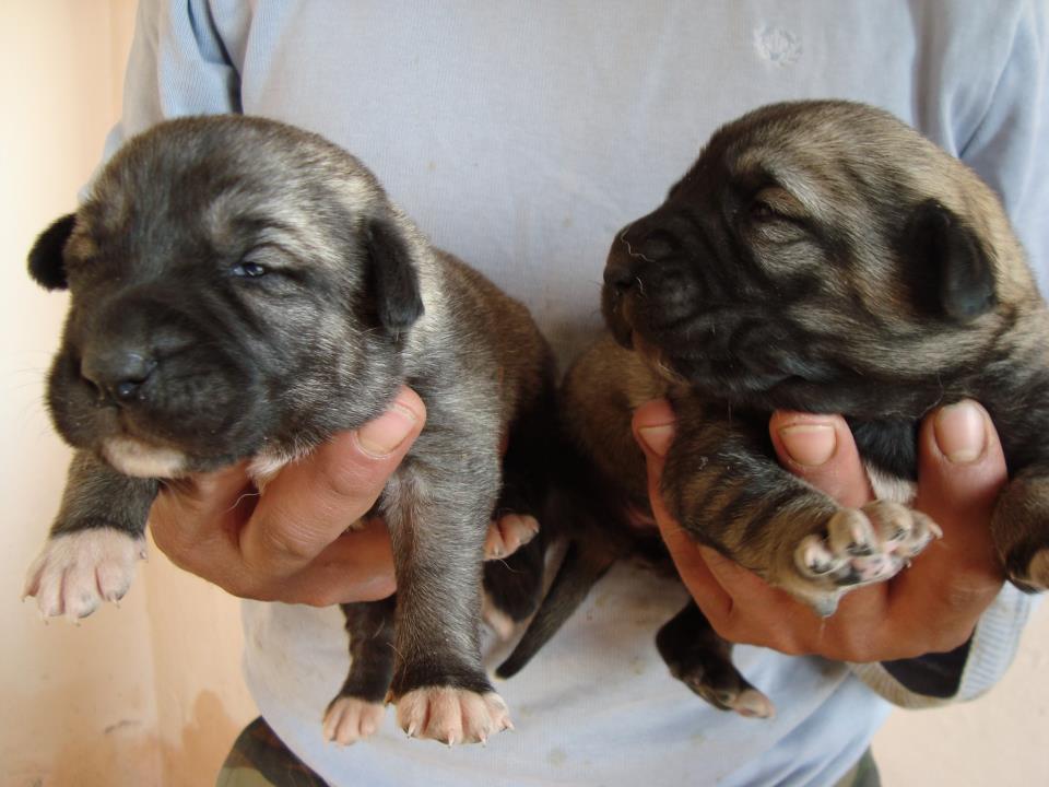 köpek döğüşleri
