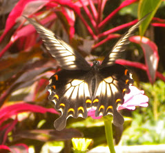 papillon au Bantimurung village