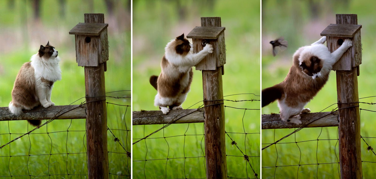 Robin Loznak Photography I thought I taw a putty tat