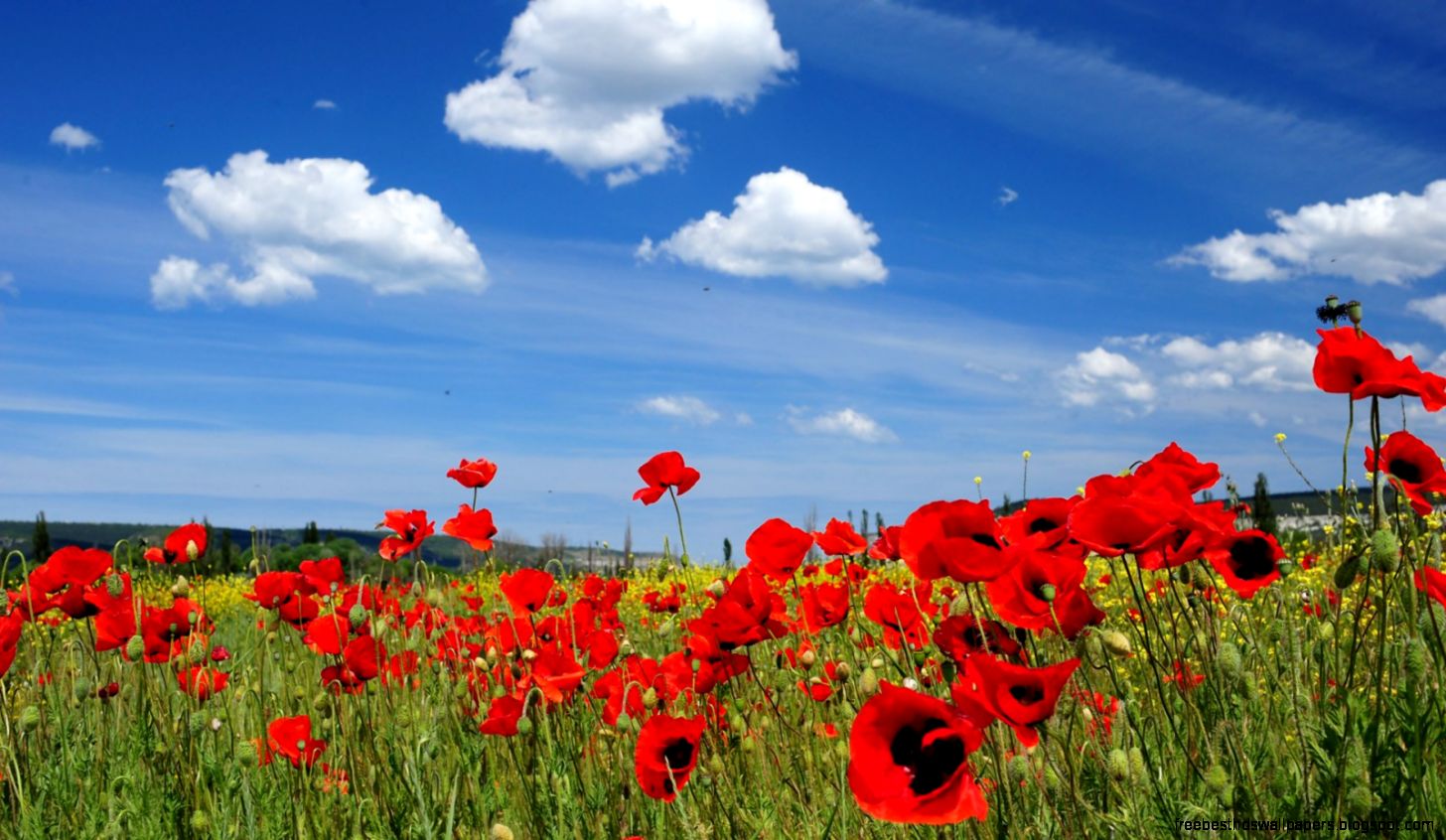 Spring Landscape Spring Landscape