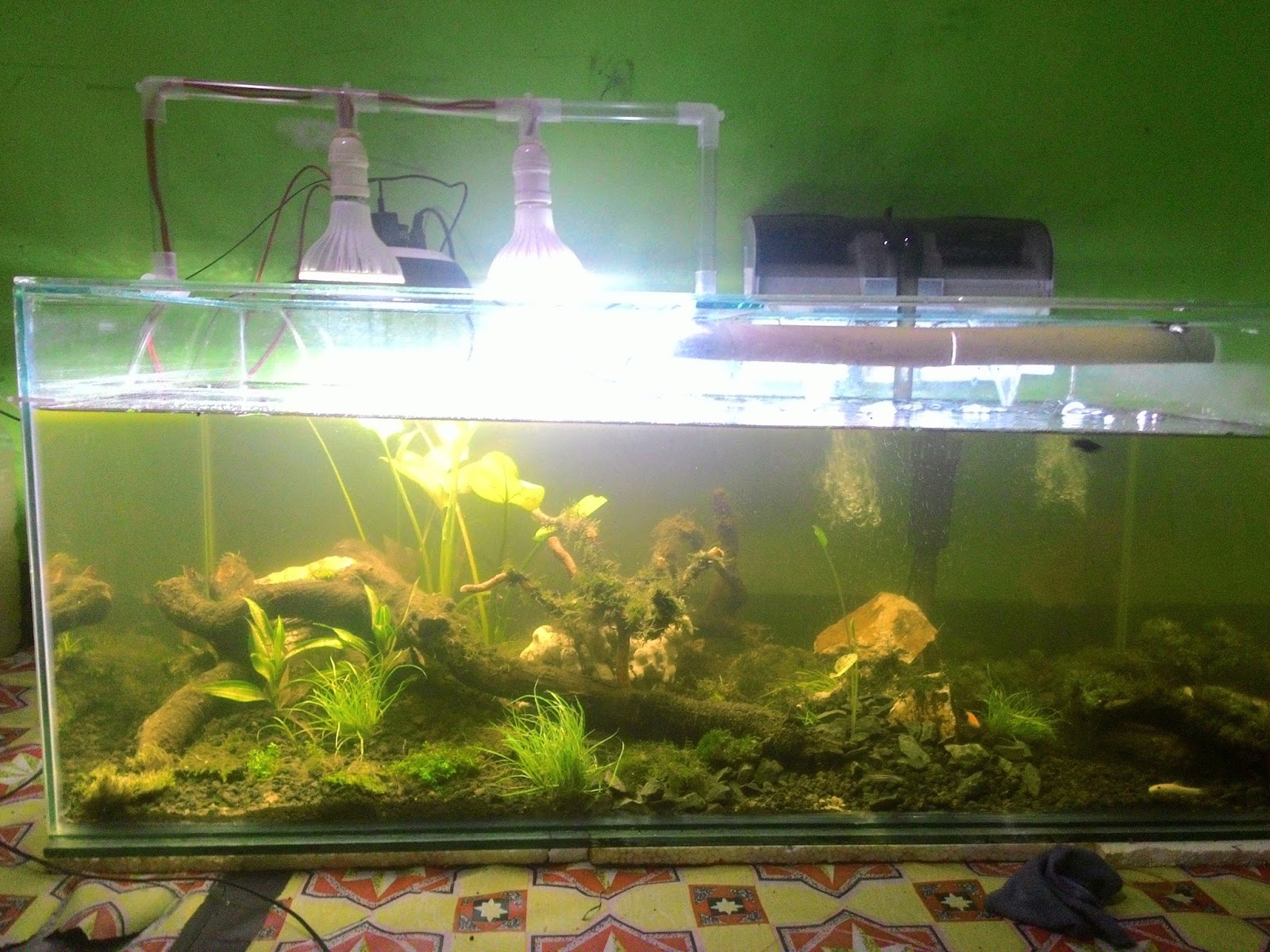 aquascape diy lumayan buat refreshing sambil belajar abaikan design aquascape diy lumayan buat refreshing sambil belajar abaikan design