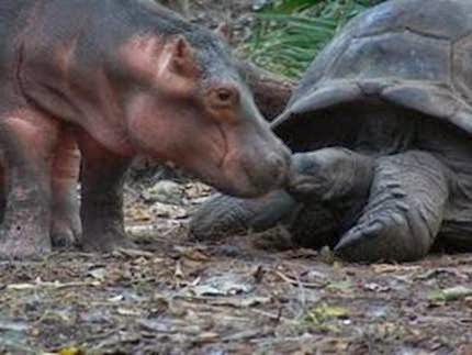 Hipopótamo y galápago