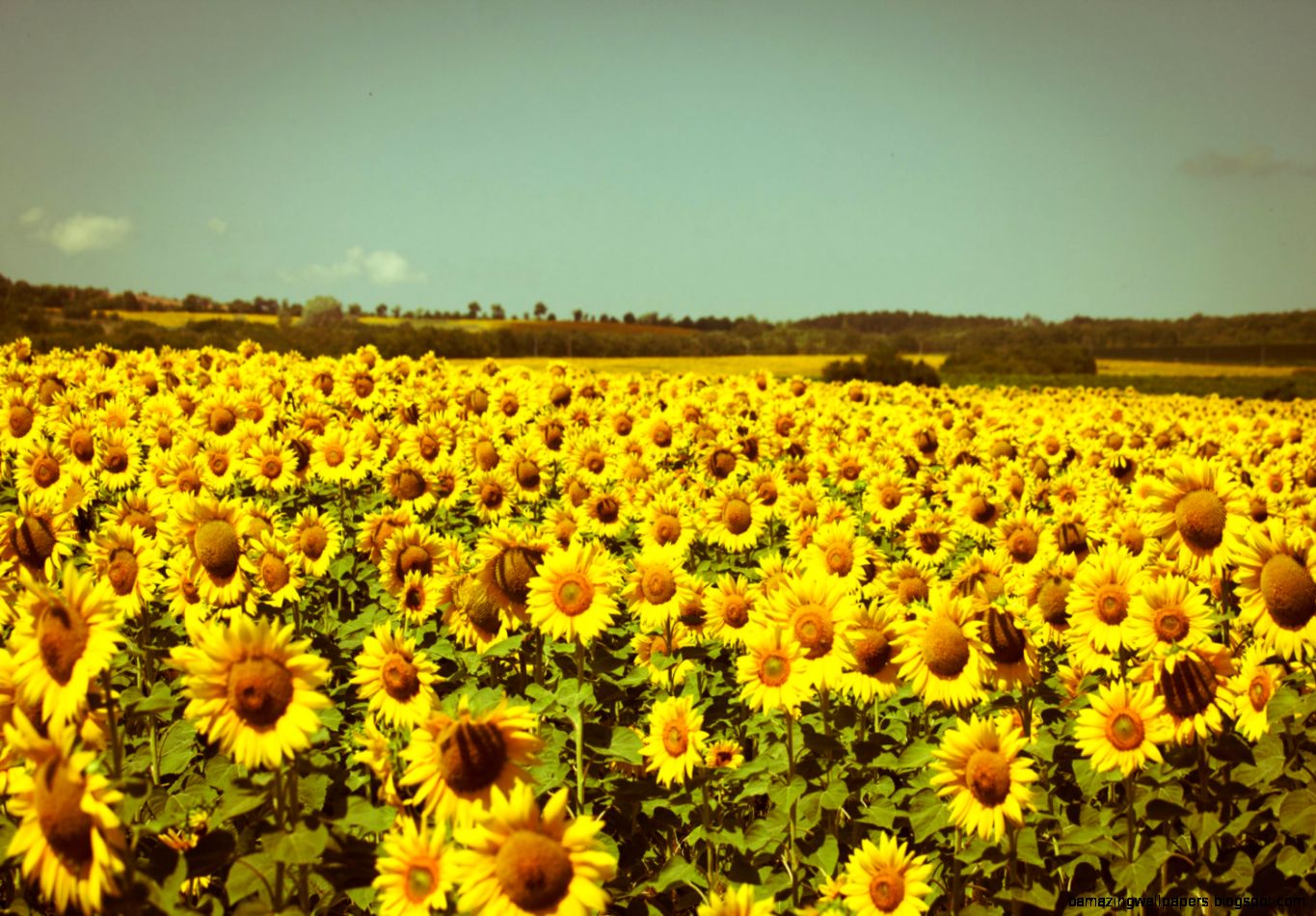 Sunflower Field Photography Summer Photography by stoevvalentin Sunflower Field Photography Summer Photography by stoevvalentin