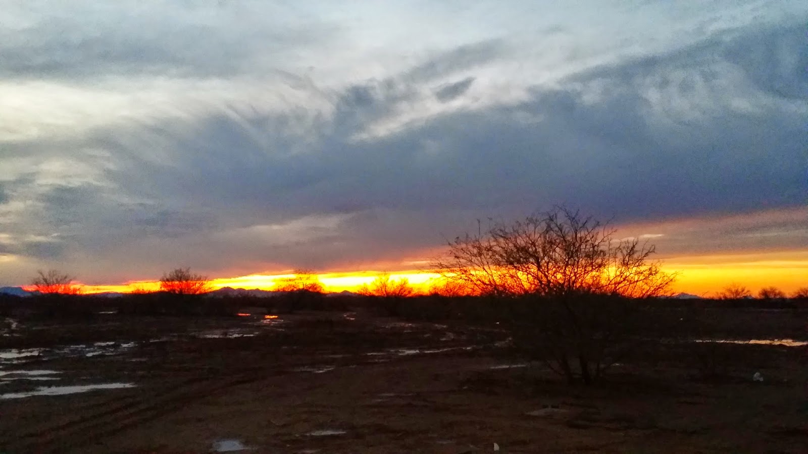 Walter Pall Bonsai Adventures Two Burning Bushes In Winter