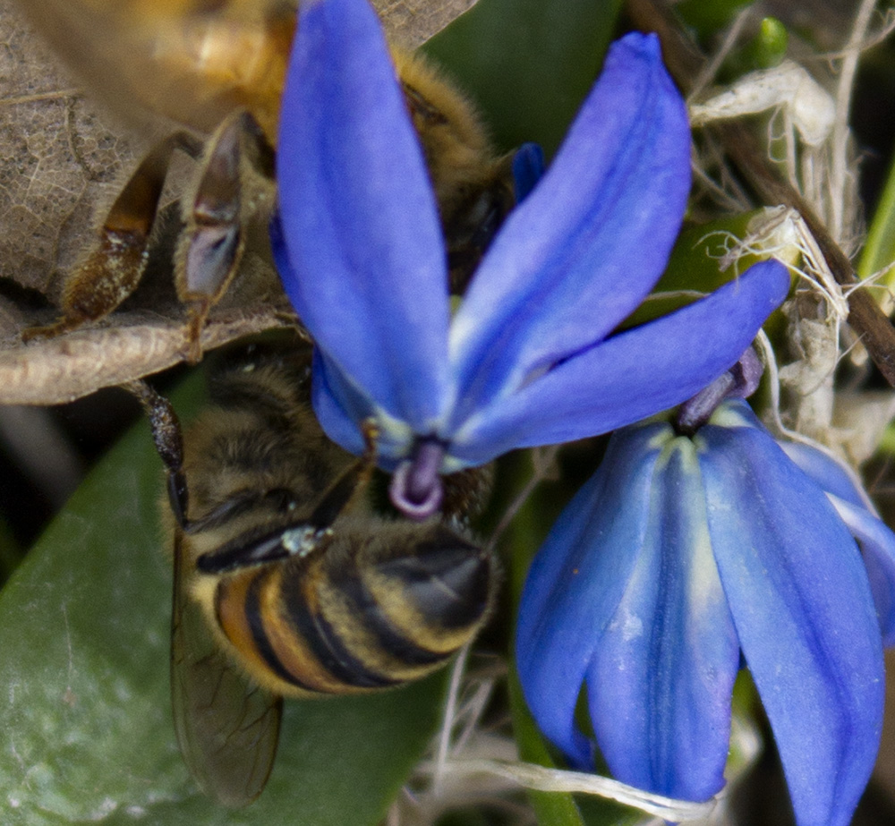 Rurification More Blue Pollen
