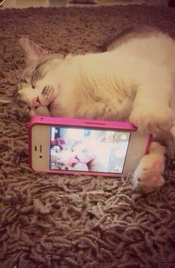 Funny cats - part 85 (40 pics + 10 gifs), cat selfie while sleeping