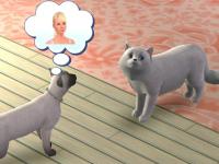 catstory-3.jpg