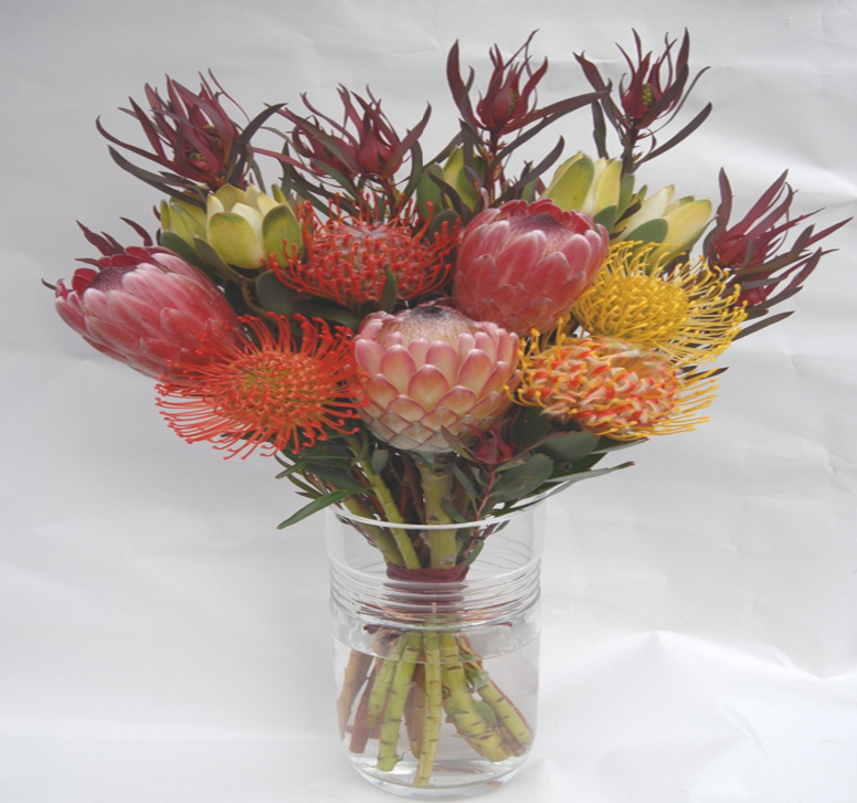 Flowers and things The Beautiful Protea Flower