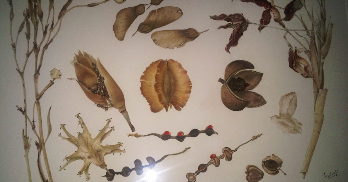 Botanical Art: Dried Seeds and Pods