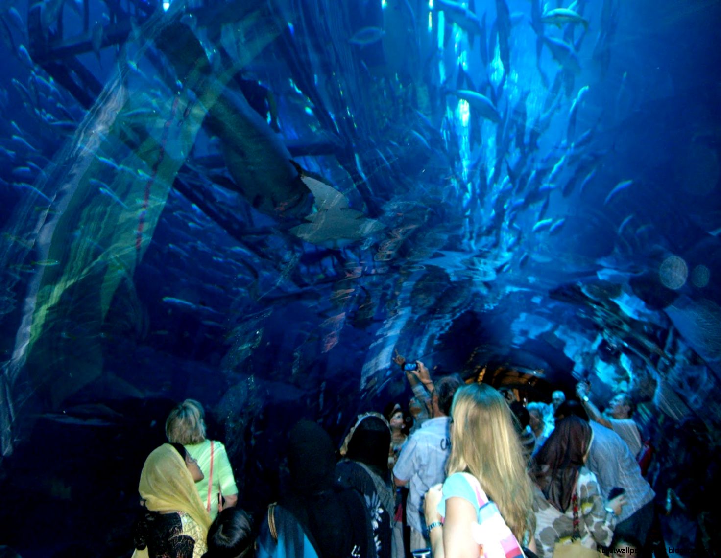 Dubai Mall Aquarium Dubai Mall Aquarium