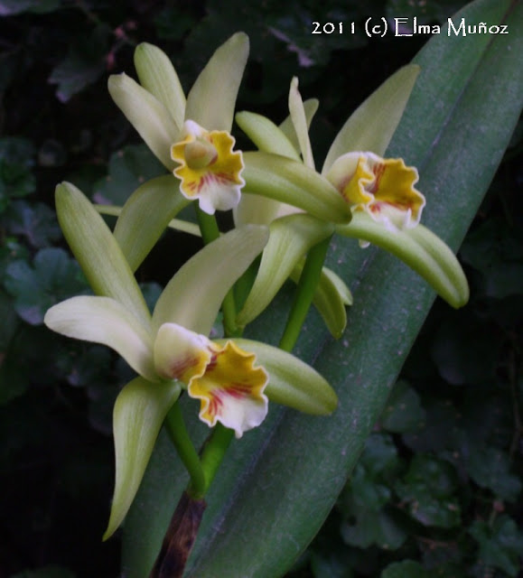 Cattleya mooreana