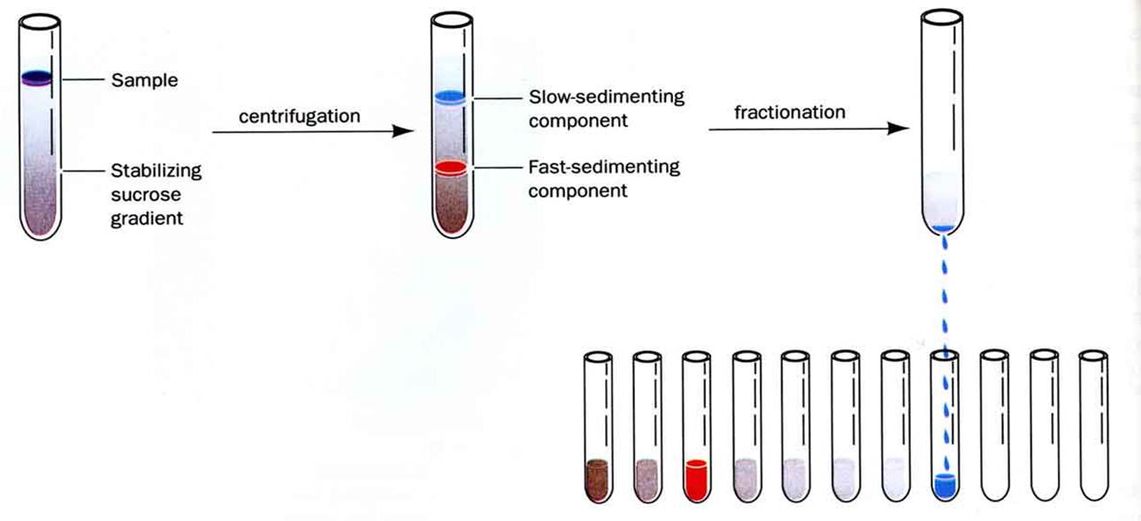 My Biomedical Notebook Centrifugation