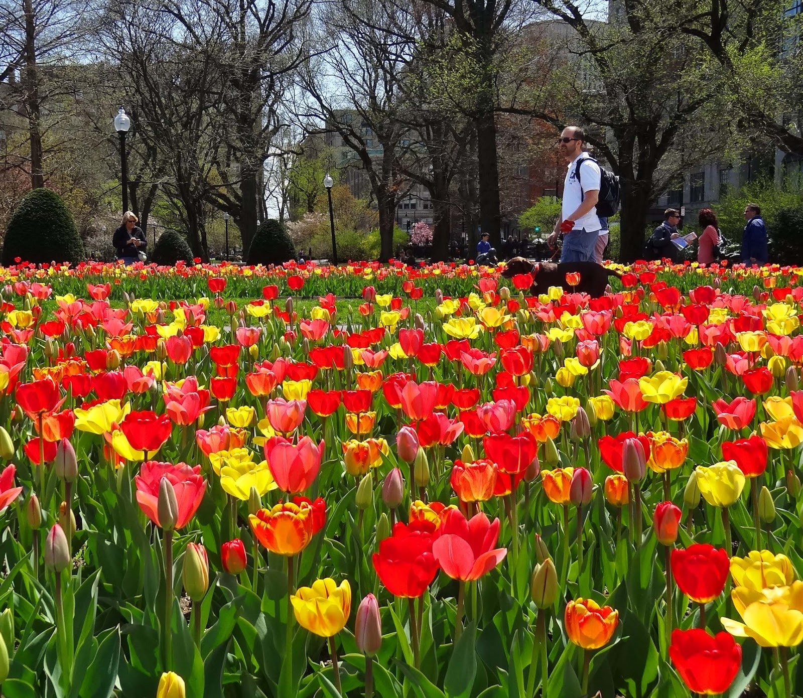 Joe's Retirement Blog Public Garden and Common, Boston, Massachusetts, USA