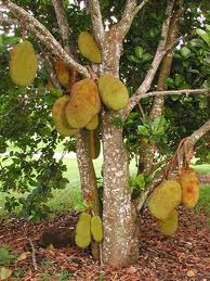 Buah, Nangka, Pecah, Budidaya Nangka, Budidaya,