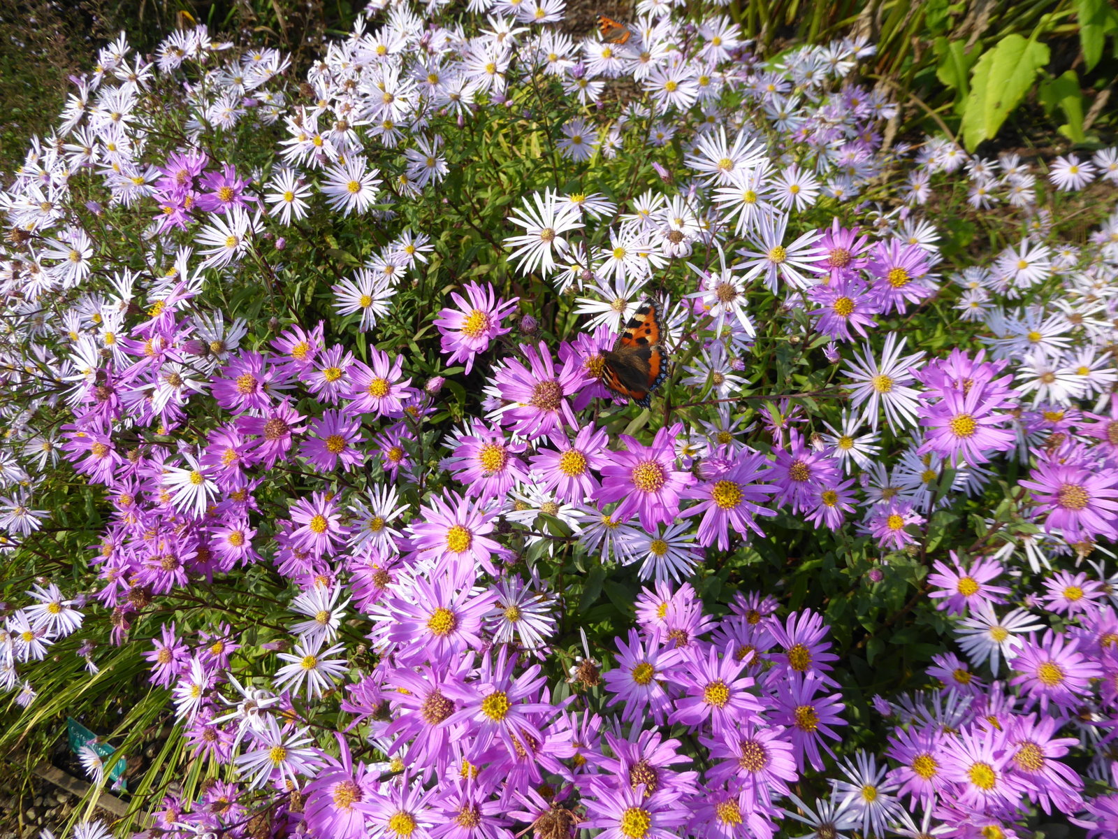 Galanthus September 2016