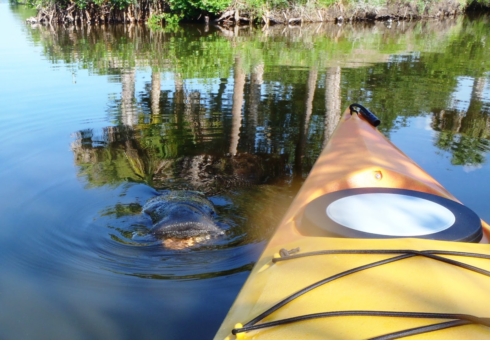 Views From Our Kayak Manatee Cove Park at Merritt Island
