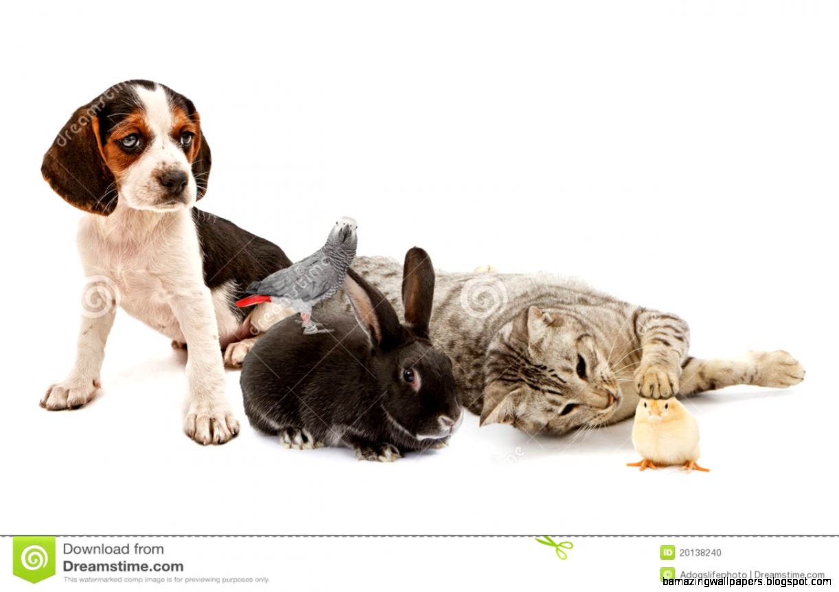 Group Of Domestic Pets Stock Images   Image 23713934 Group Of Domestic Pets Stock Images   Image 23713934