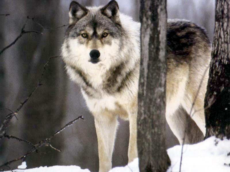 Die Legende der Mondwölfe 35367_winter-wolf