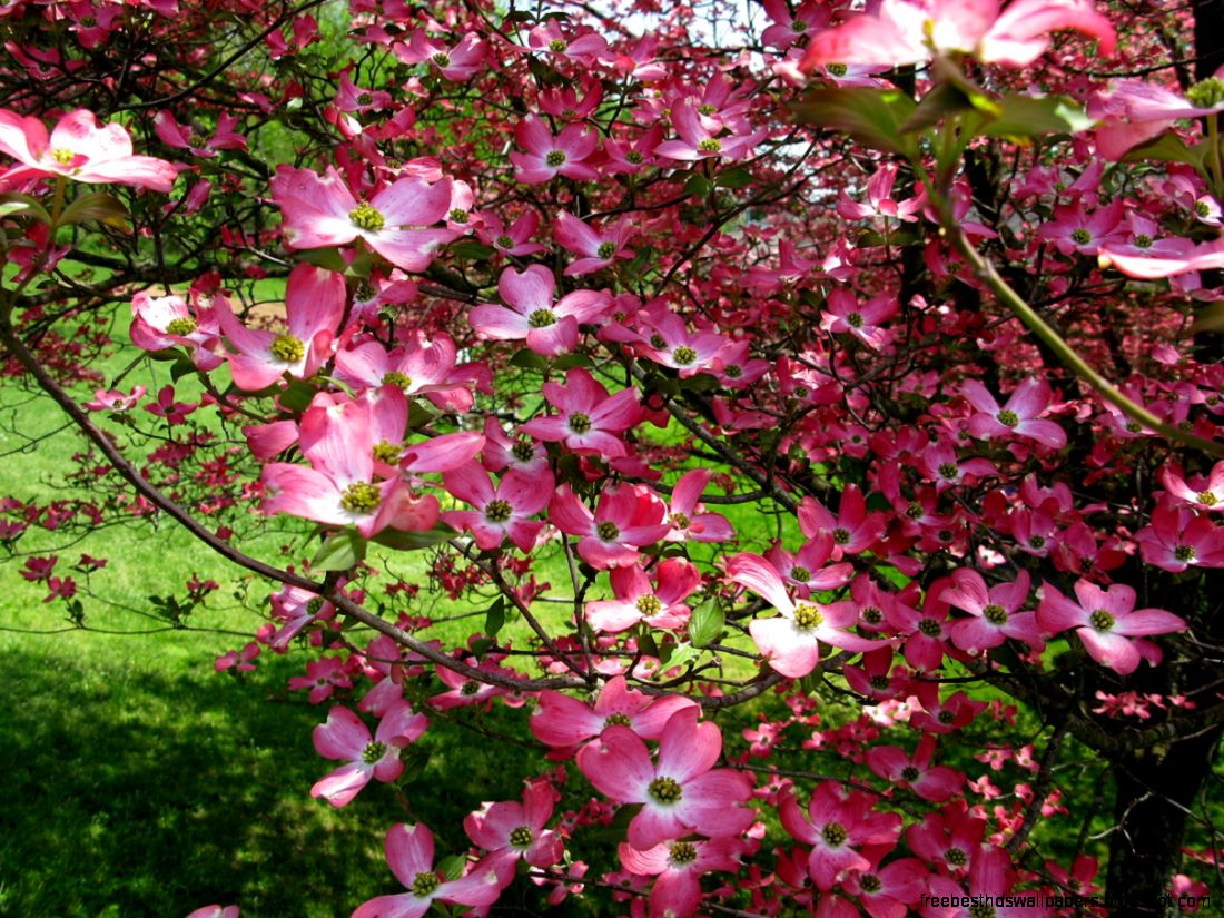 FilePink dogwood tree flower West Virginia ForestWander FilePink dogwood tree flower West Virginia ForestWander