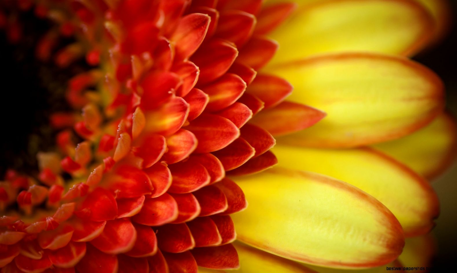 Gerbera Macro Flower Orange Petals 6935628 Gerbera Macro Flower Orange Petals 6935628