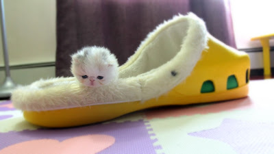 /></a></div> <div style=